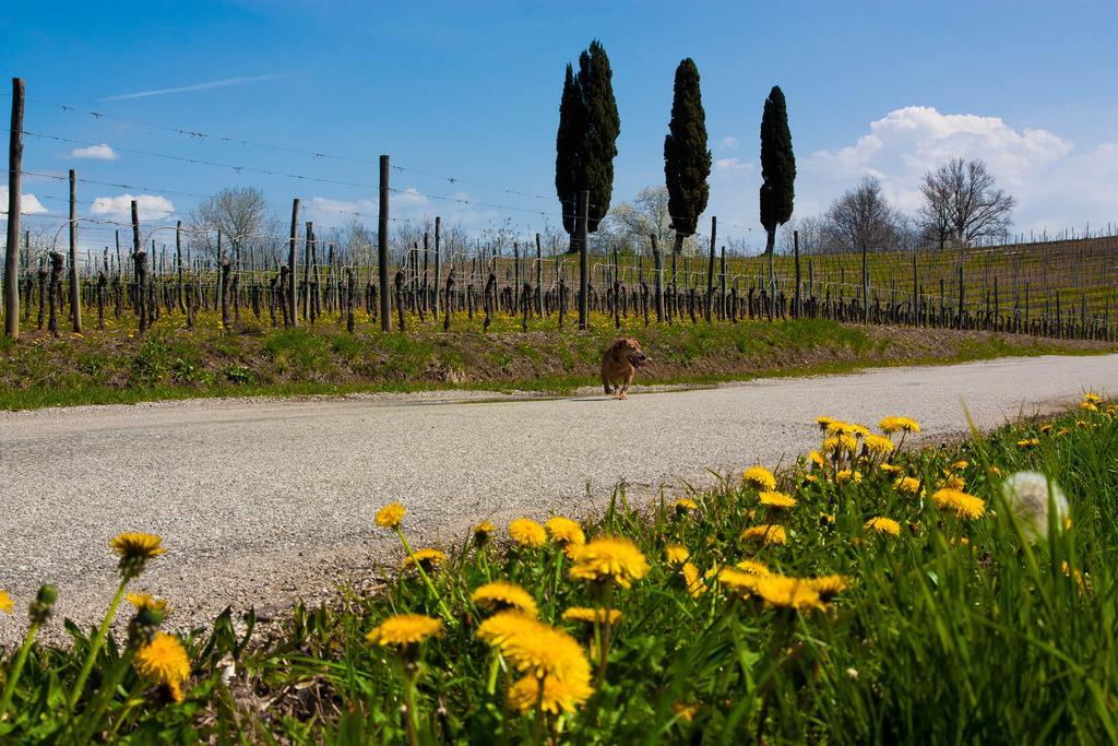 D'Orsaria B&B And Wines Premariacco Luaran gambar